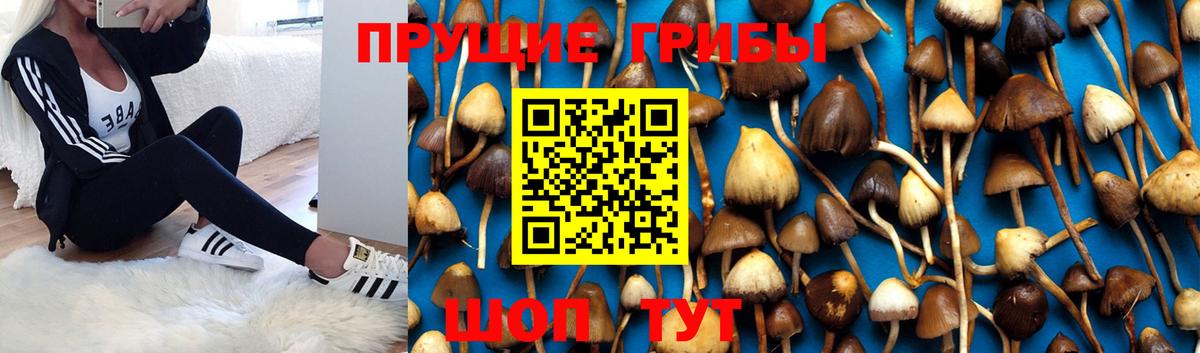 Галлюциногенные грибы мухоморы Тверь